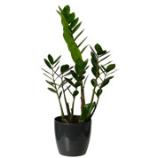 Zamioculcas + Cache pot Anthracite